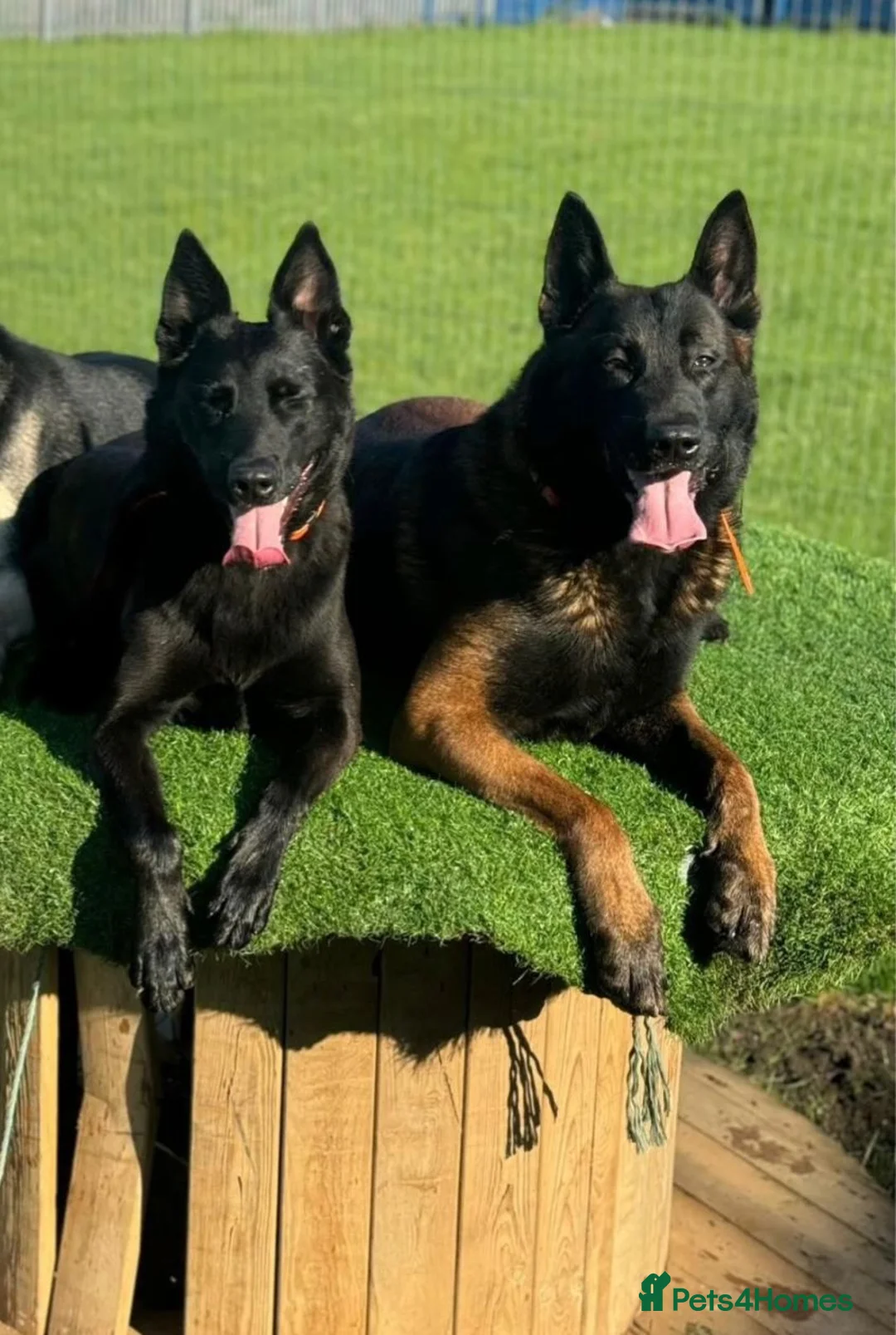 Belgian Shepherd Dog dogs for sale: 9 month old Male Belgian Shepherd (Malinois) - Advert 8
