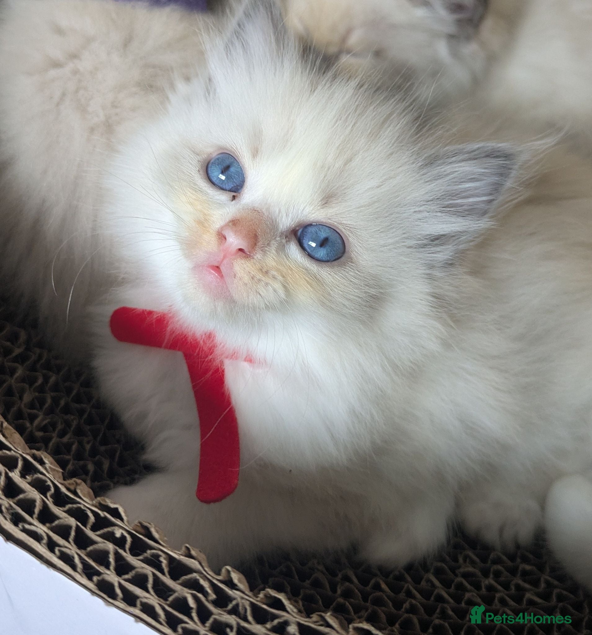 Ragdoll cats Ragdoll kittens *GCCF registered#  - Advert 7