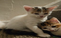 Abyssinian cats for sale: 4 Kitten - Image 8