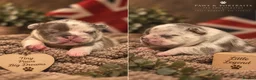 French Bulldog dogs for sale: French bulldogs 5star Merle  - Advert 3