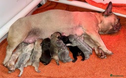 French Bulldog dogs for sale: Exquisite French Bulldog Puppies - Image 11