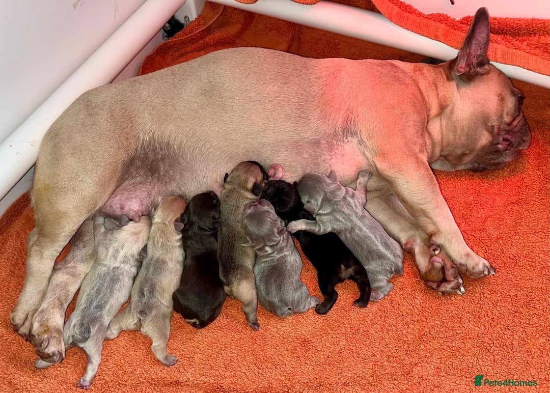 French Bulldog dogs for sale: Exquisite French Bulldog Puppies - Image 11