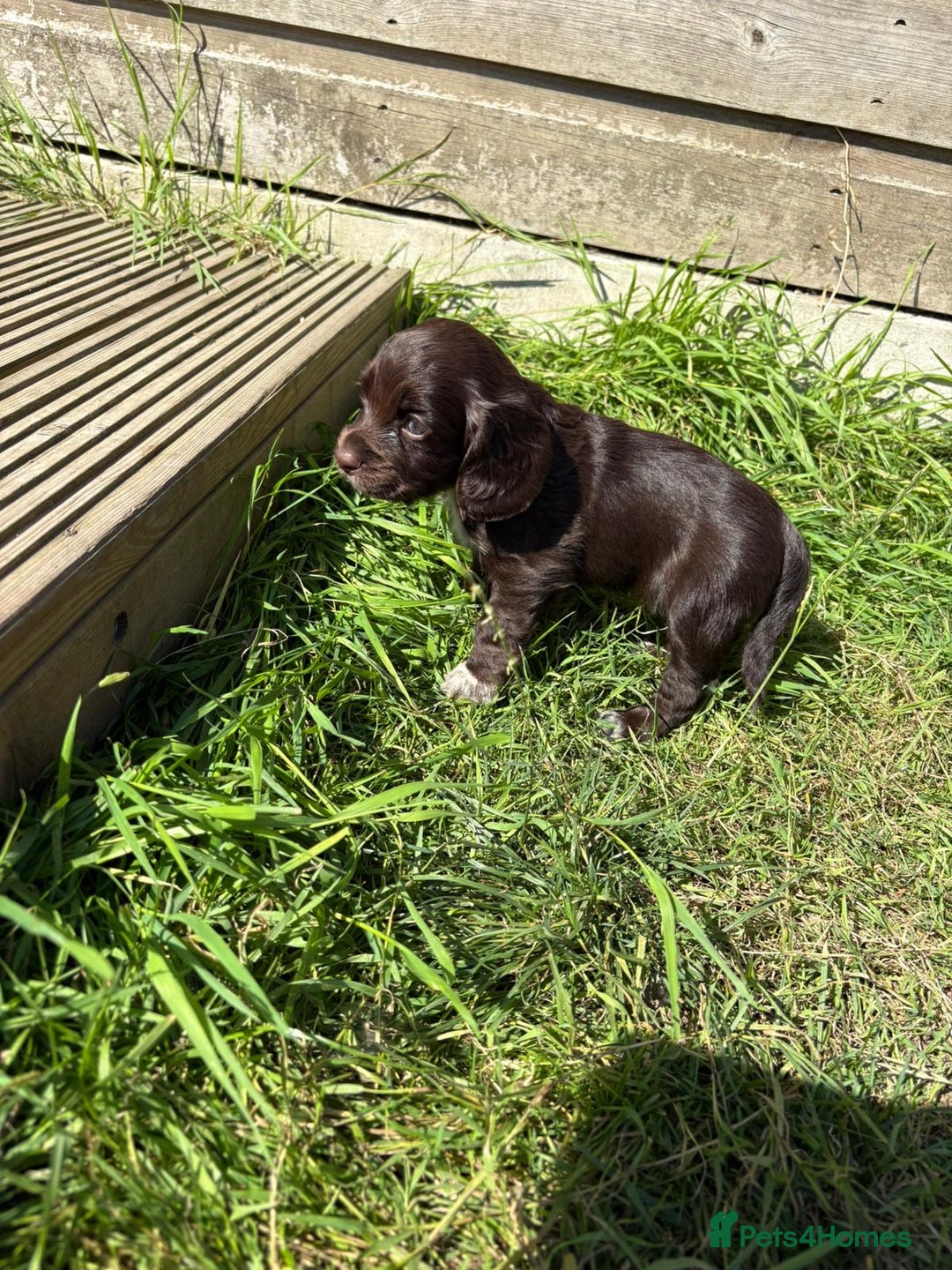 Cocker Spaniel dogs for sale: Cocker Spaniel Pups - Image 16