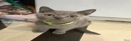British Shorthair cats for sale: British Shorthair kittens  - Advert 4