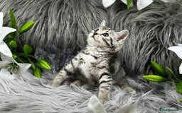 Egyptian Mau cats for sale: Exceptional Egyptian Mau & Bengal Kittens TICAreg - Image 6