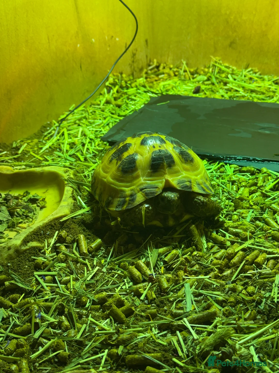 Tortoise reptiles for sale: 2 years old tortoise in Leicester - Advert 2