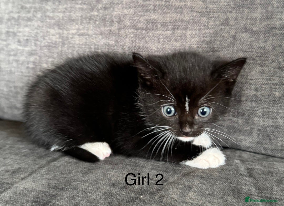 Domestic Shorthair cats for sale: Kittens - Image 6