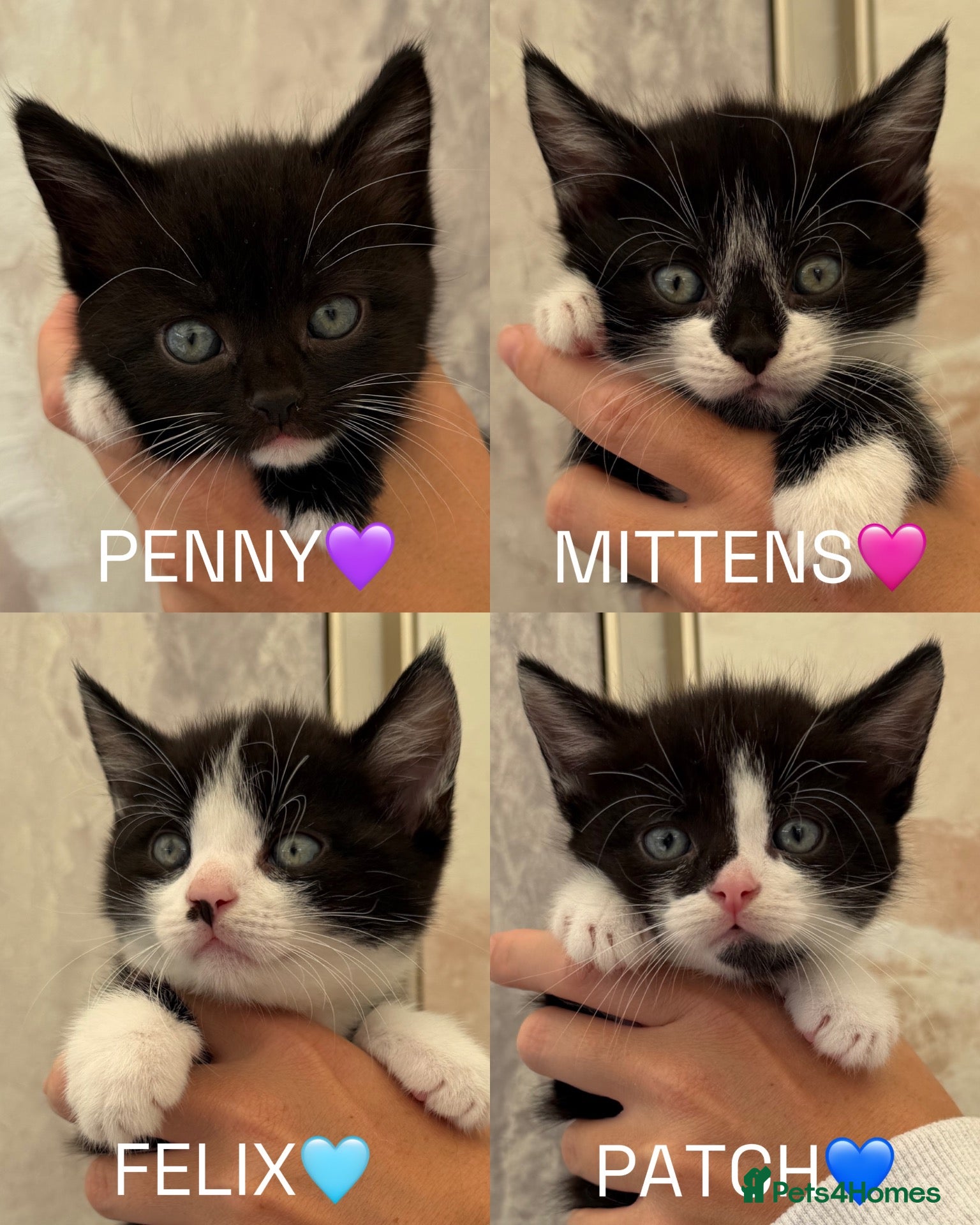 Mixed Breed cats Beautiful black & white kittens for sale  - Advert 1