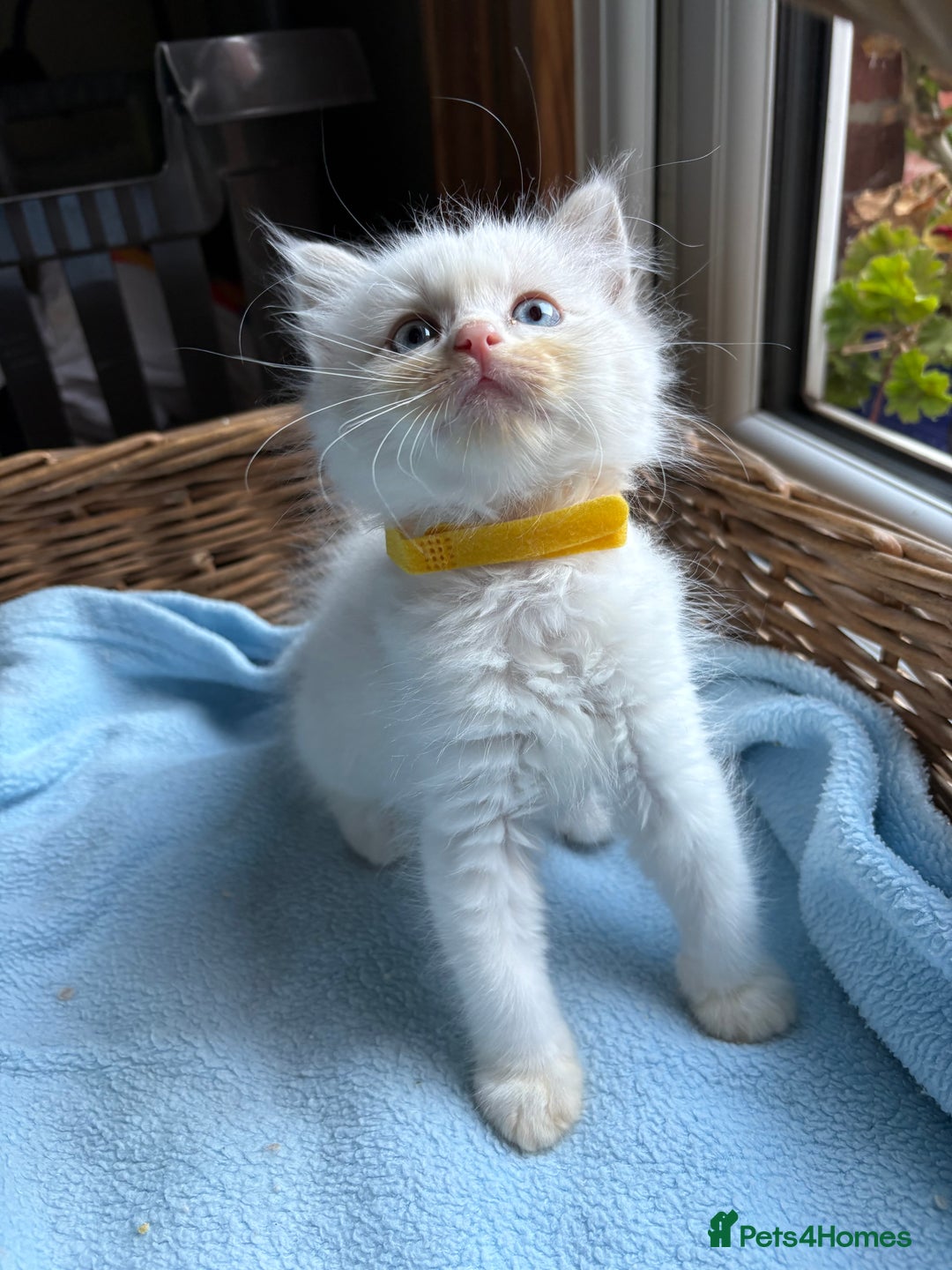 Ragdoll cats for sale: One gorgeous boy,  Luxury pedigree. - Image 5