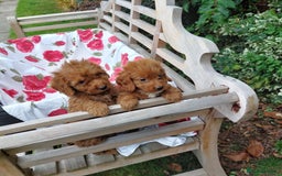 Cockapoo dogs for sale: F1 fox red cockerpoo puppies  - Image 3