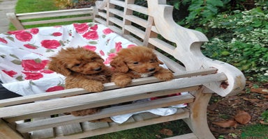 Cockapoo dogs - Advert 4
