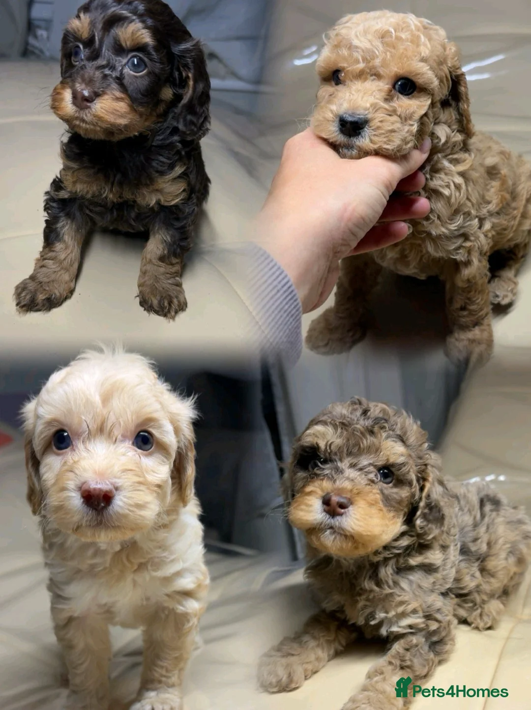 Cavapoo dogs for sale: Beautiful cavapoos 3 boys one girl 🐾 - Advert 1