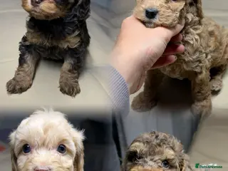 Cavapoo dogs Beautiful cavapoos 3 boys one girl 🐾 - Advert 2