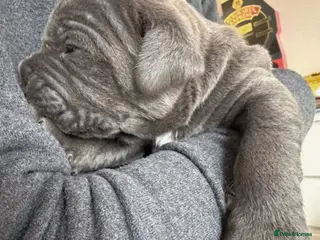 Mixed Breed dogs BLUE NEAPOLITAN MASTIFF × CANE CORSO - Advert 9