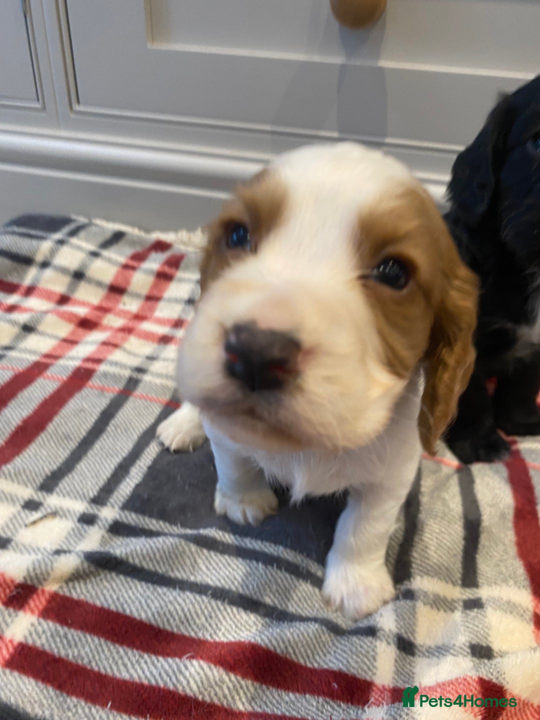 Cocker Spaniel dogs for sale: Cocker Spaniel puppies - Image 16