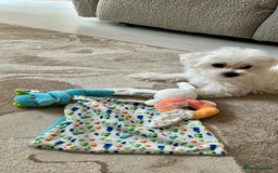 Morkie dogs for sale: Beautiful little boy Arlo - Image 8