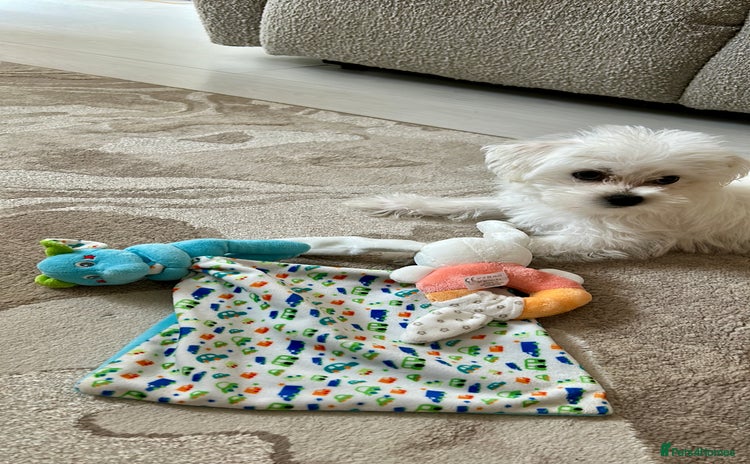 Morkie dogs - Advert 11