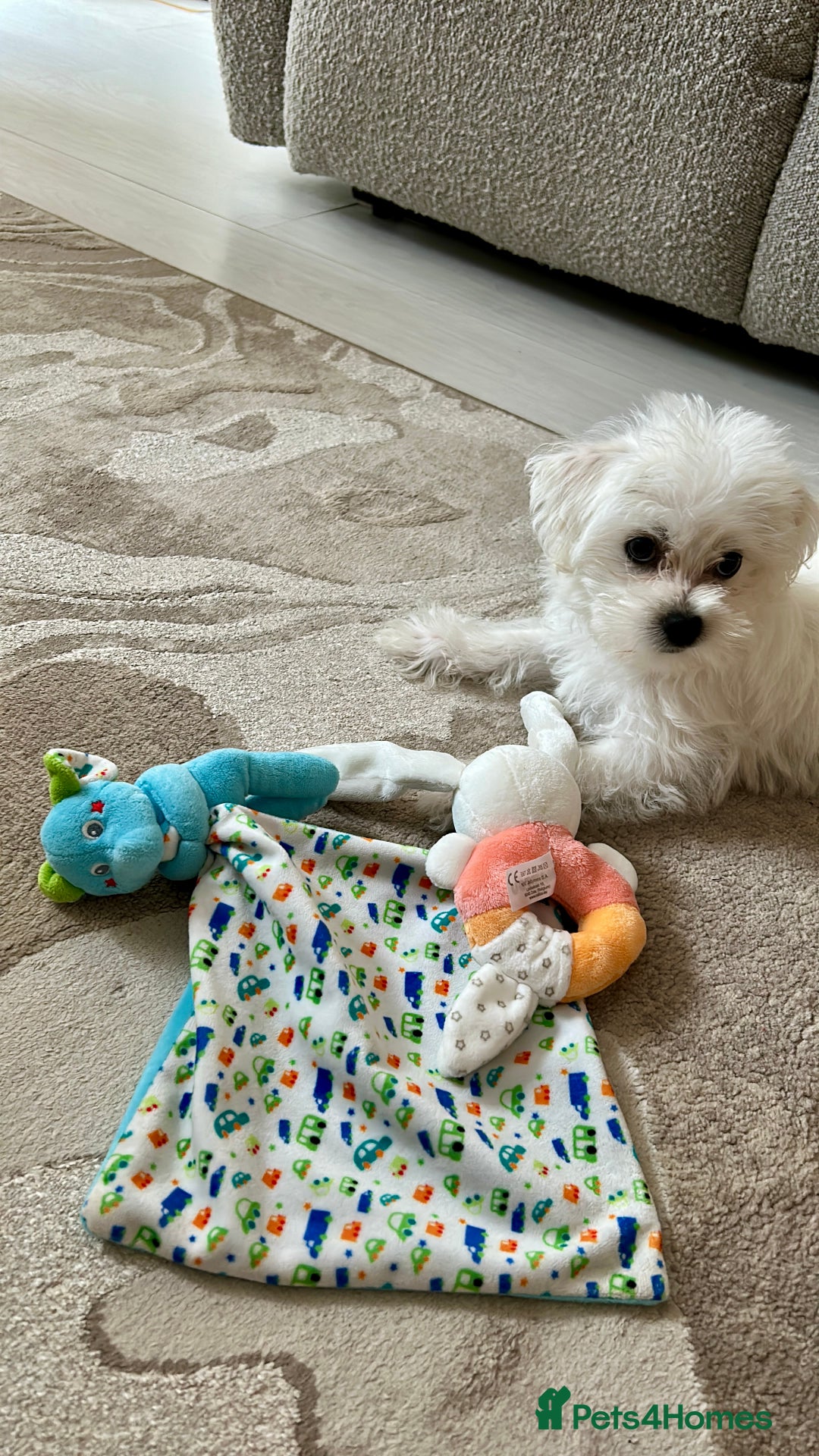 Morkie dogs for sale: Beautiful little boy Arlo - Image 8