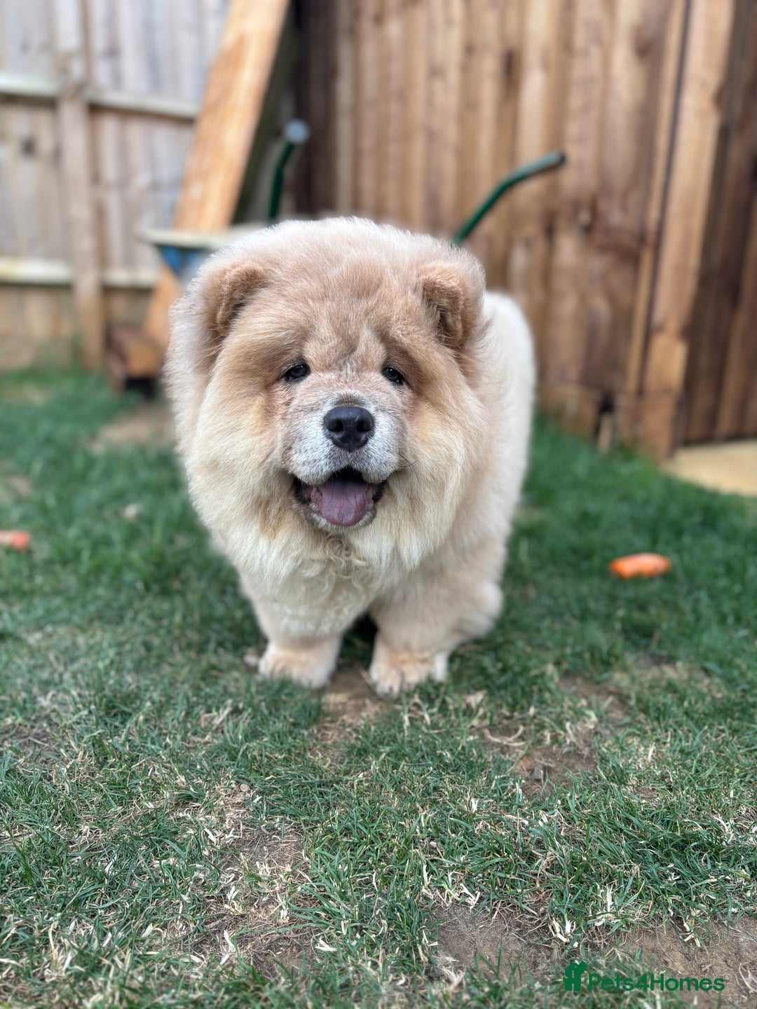 Chow Chow dogs for sale: Champion pedigree chow chow puppies in Northampton - Image 34