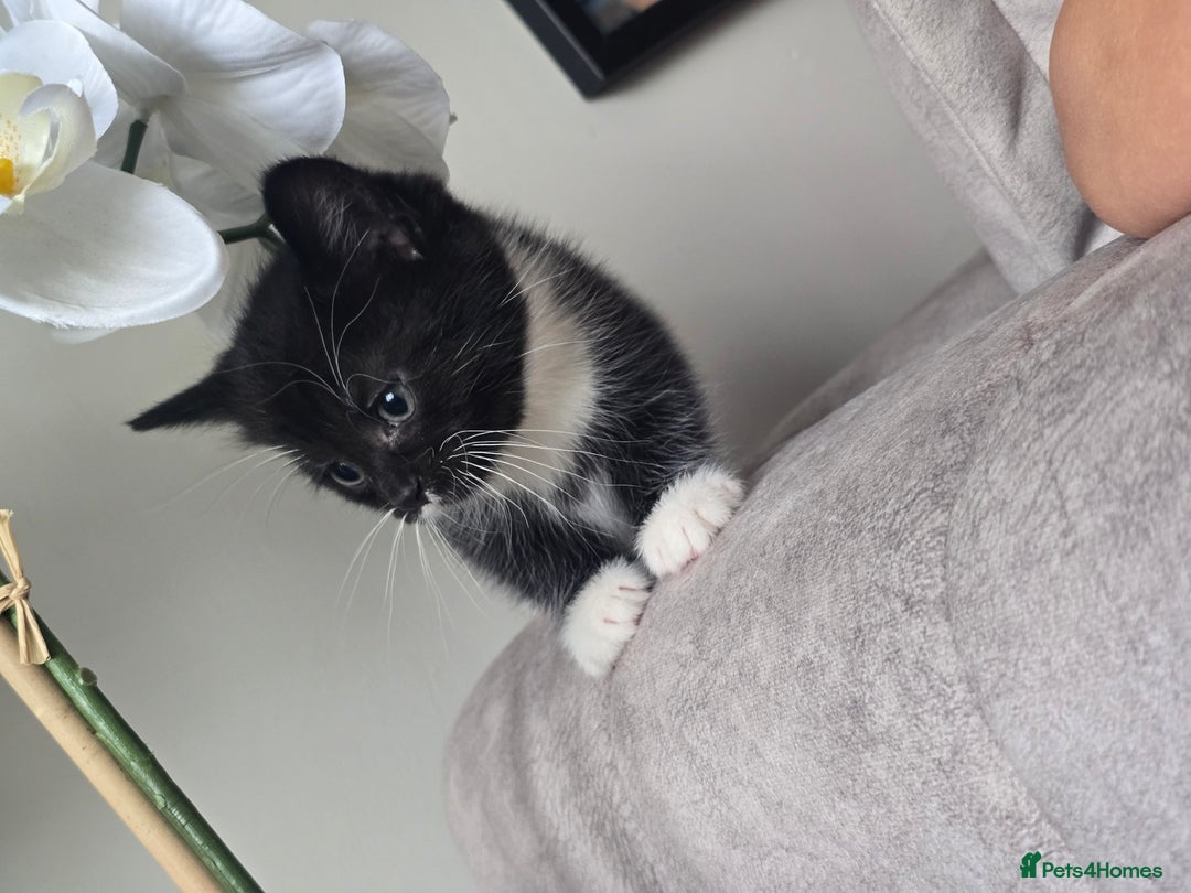 Domestic Shorthair cats for sale: Female kitten - Image 5