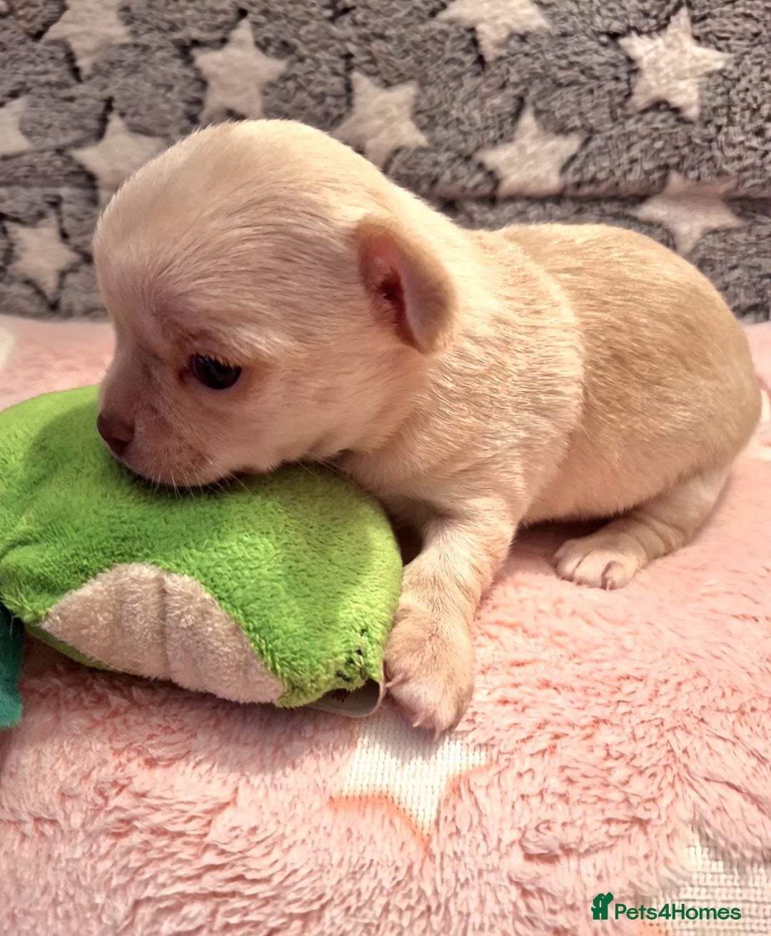 Chihuahua dogs for sale: * Three most beautiful chihuahua girls* - Advert 5