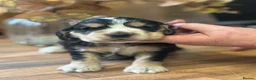 Cocker Spaniel dogs for sale: Kc show type cocker spaniels - Advert 6