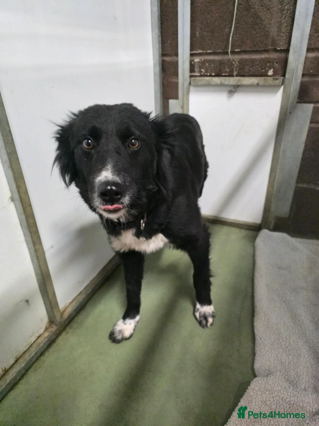 Mixed Breed dogs for adoption: DORA  - Advert 2