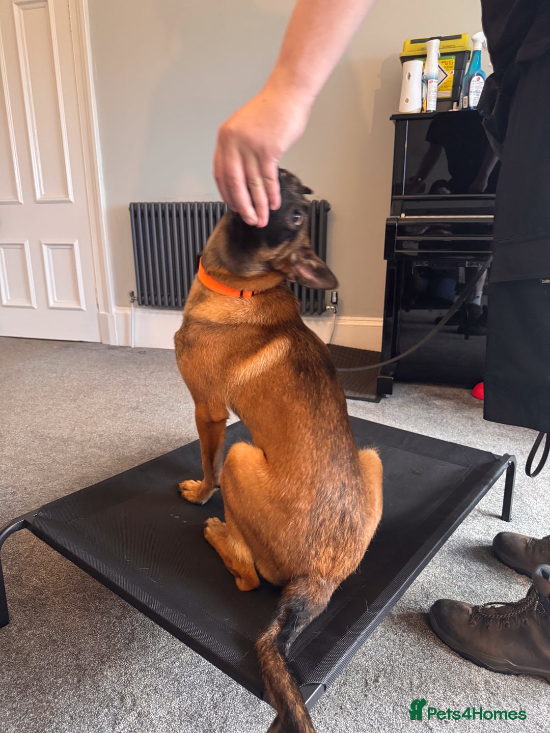 Belgian Shepherd Dog dogs for sale: Kairo - Urgent Rehome - Image 20