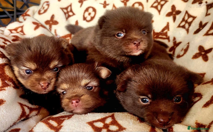 Pomsky dogs - Advert 1