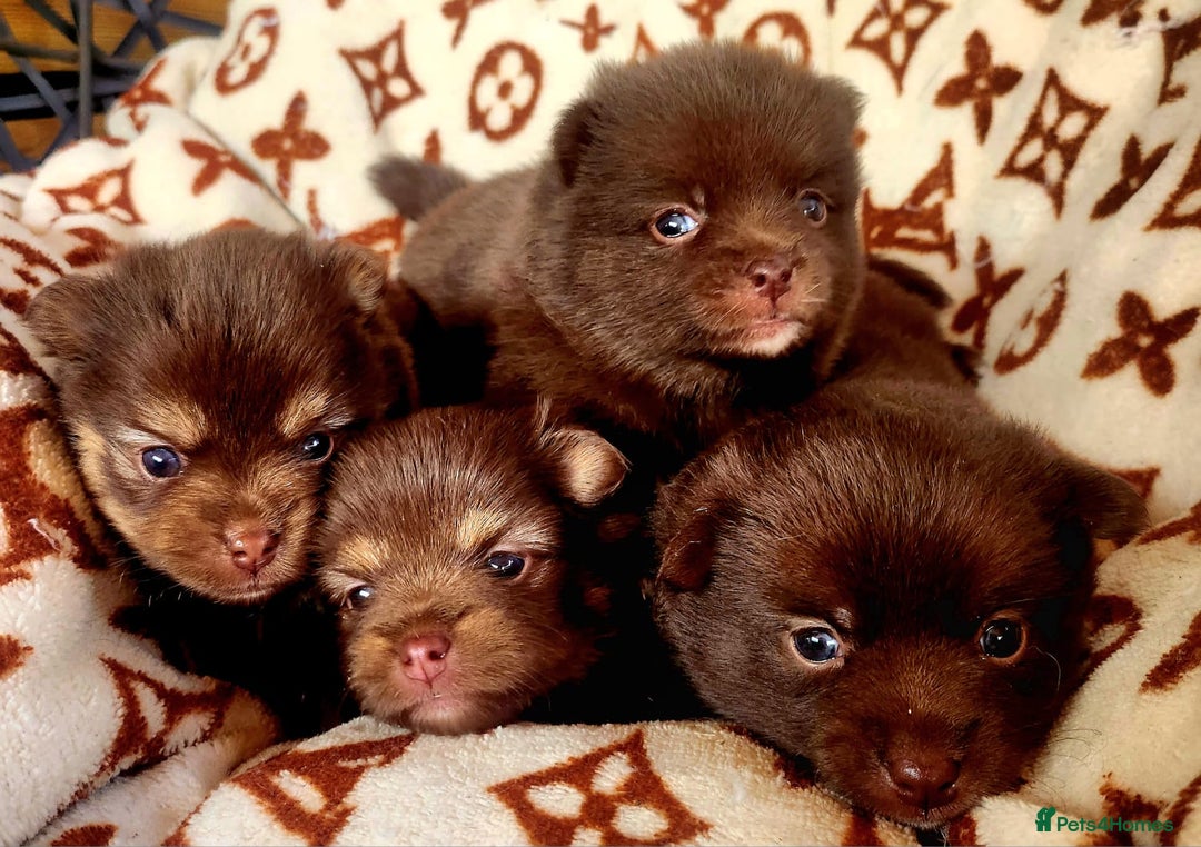 Pomsky dogs for sale: Four gorgeous pomskys - Image 1