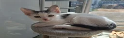 Mixed Breed cats for sale: White boy with distinct black markings - Advert 2
