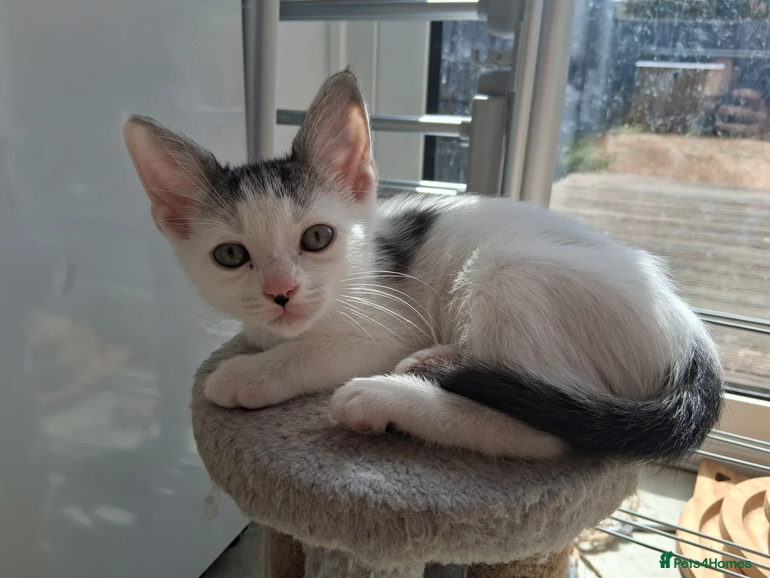 Mixed Breed cats for sale: White boy with distinct black markings - Advert 2