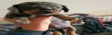 Dachshund Puppy 2