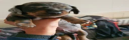 Dachshund dogs for sale: 2 Smooth Haired Dachsunds - Advert 8