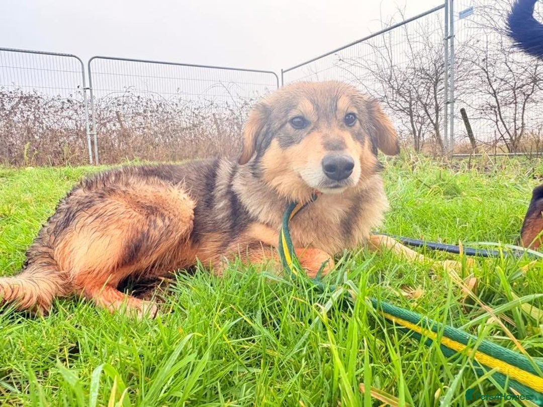 Mixed Breed dogs for adoption: Dave - Norwich Norfolk  - Advert 8