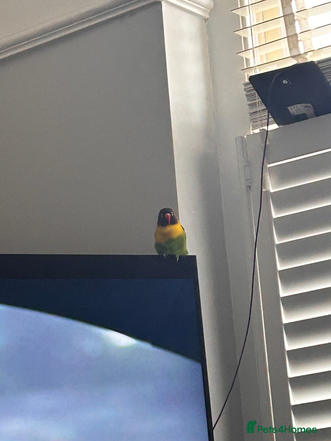 Lovebirds birds for sale: Lovebird for sale  - Image 1