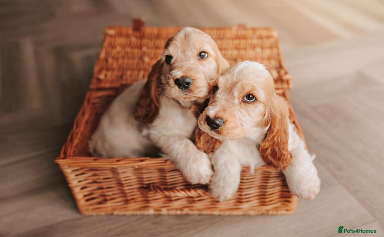 Cocker Spaniel dogs - Advert 4