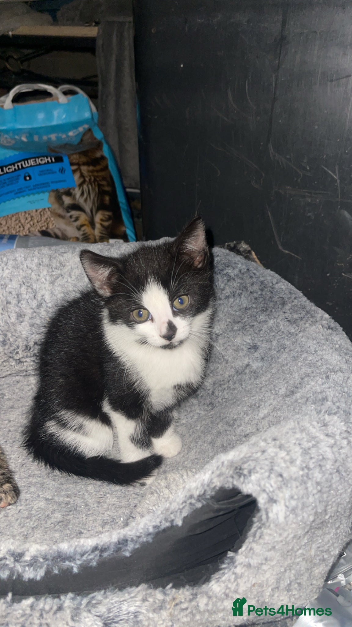 Mixed Breed cats Beautiful black and white kitten for sale £130 - Advert 9