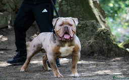 Olde English Bulldogge dogs for stud: ❄️ICEMAN❄️ in Nottingham - Image 6