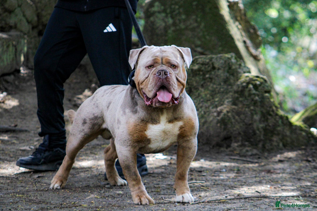 Olde English Bulldogge dogs for stud: ❄️ICEMAN❄️ in Nottingham - Image 6