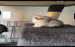 British Shorthair cats for sale: Last Chunky Golden Boy  ❤️ - Image 10