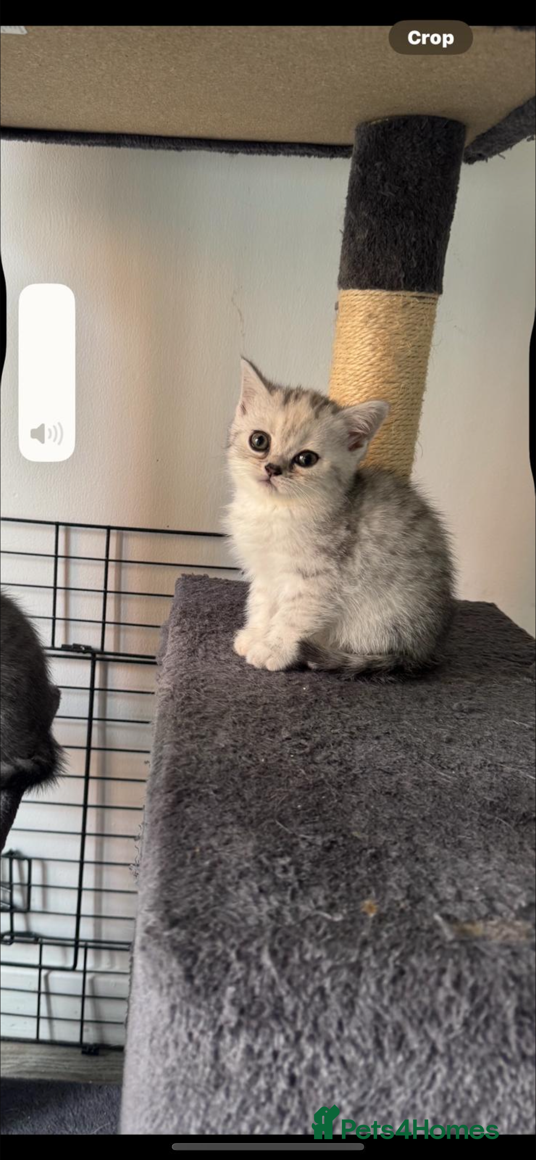 British Shorthair cats for sale: Last Chunky Golden Boy  ❤️ - Image 10