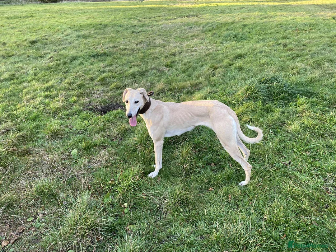 Lurcher dogs for sale: Collie Lurcher  - Advert 2