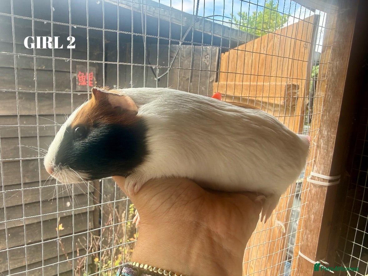 Guinea Pig rodents Baby Guinea Pigs - Advert 4
