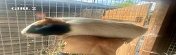 Guinea Pig rodents for sale: Baby Guinea Pigs - Advert 2