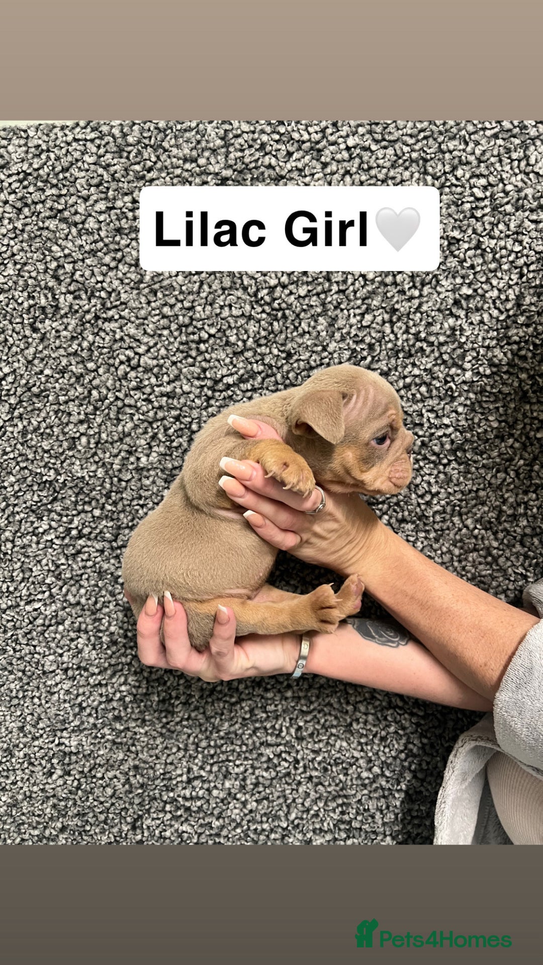 English Bulldog dogs for sale: English Bulldogs Ready For New homes!  - Advert 1