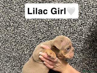 English Bulldog dogs English Bulldogs Ready For New homes! - Advert 2