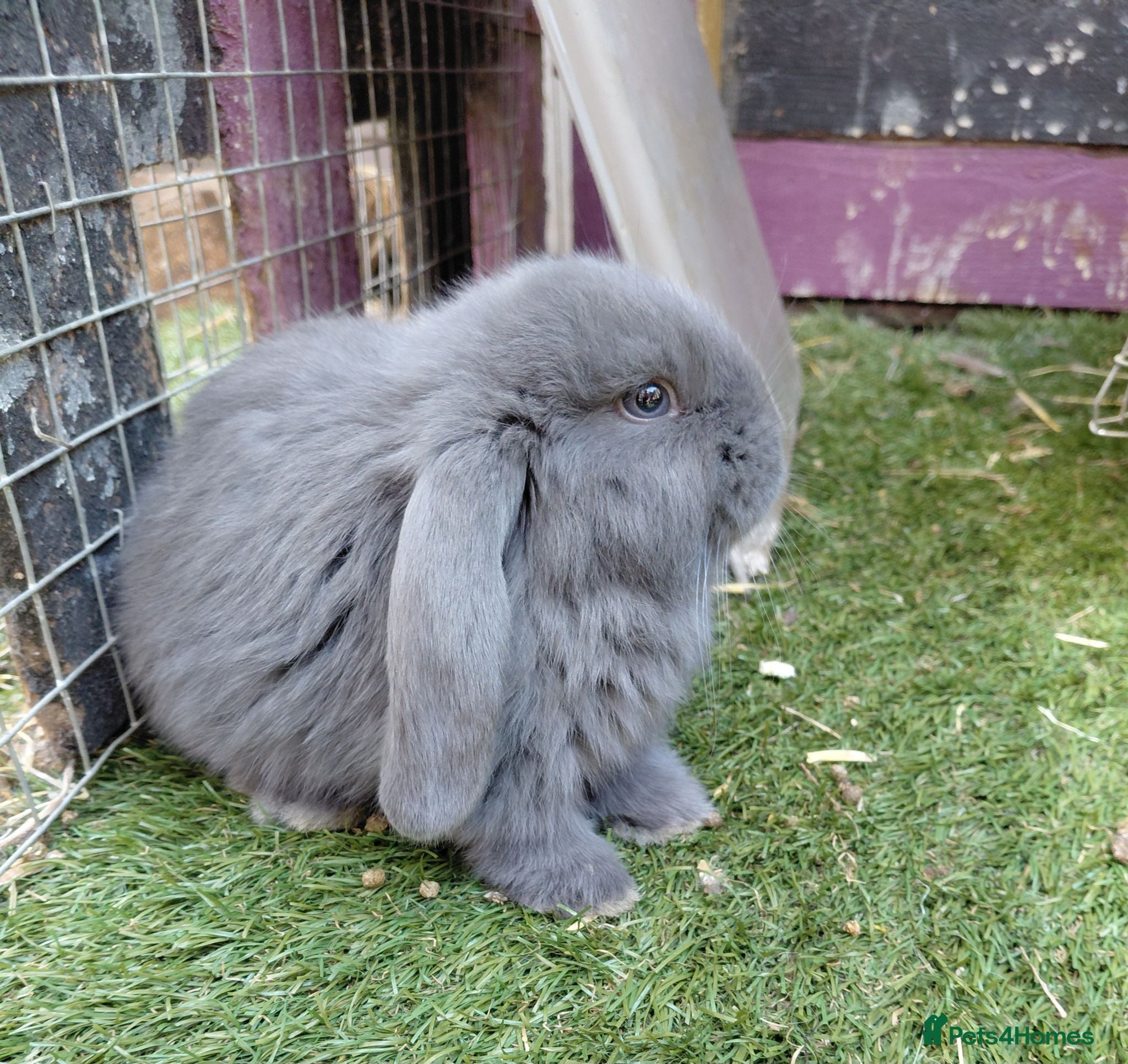 French Lop rabbits Vaccinated french lops to reserve  - Advert 1