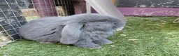 French Lop rabbits for sale: Vaccinated french lops to reserve  - Advert 1
