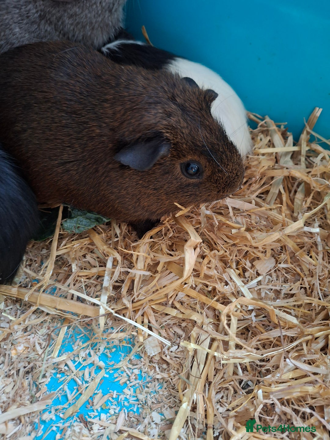 Guinea Pig rodents for sale: Cute guinea pig boys - Image 2